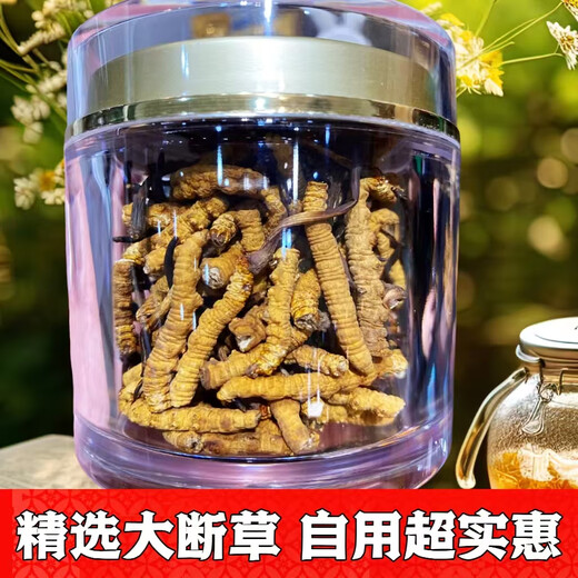 万草康仁冬虫夏草断草藏区断虫草断草中老年营养品整肉节虫草酒保健品 精选大断草【 10克轻瓶逸草装 】送枸杞1袋
