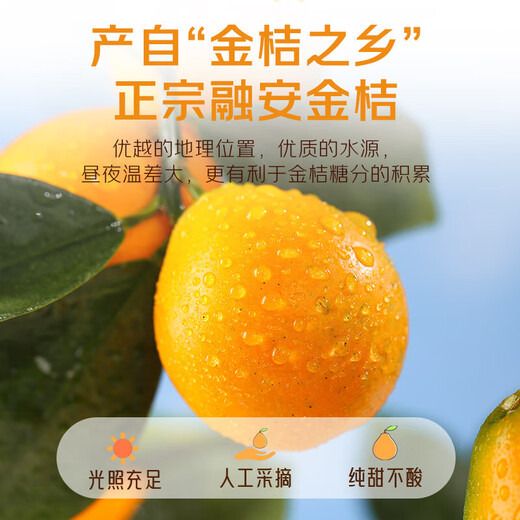 京觅广西融安 第三代脆密金桔 5斤装 单果41g+ 源头直发包邮