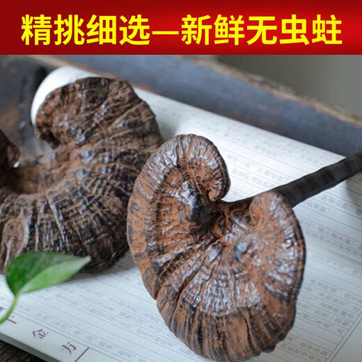 Fat Donglai's same style wild Ganoderma lucidum, pure natural purple Ganoderma lucidum, wild L-grown deep mountain natural non-bitter pruned branch with spore powder 500g whole Ganoderma lucidum 20-30 pcs