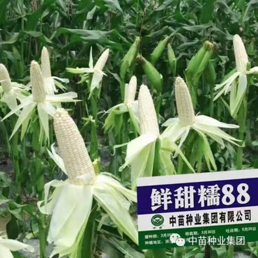 Xiantiannuo 88 weiße, süße Wachsmaissamen, extra groß, hoher Ertrag, vier Jahreszeiten, weißer Wachsmais, Landwirte, super süß, plus Wachsmaislarven, Xiantiannuo 88 original 100 g/süßer Wachsmaistyp