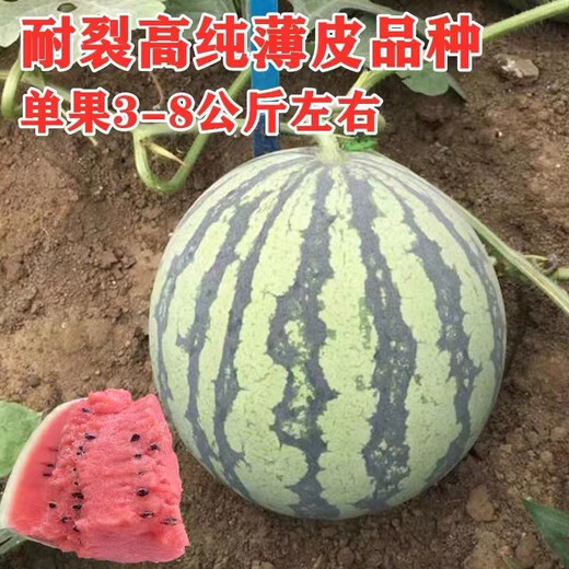 Chunzhiyun Meidu Watermelon Seeds with Thin Skin, Resistant to Cracks, Less Seeds, Super Sweet and Crisp 8424 Round Watermelon Meidu Watermelon Seeds Red Letter Meidu 400 capsules