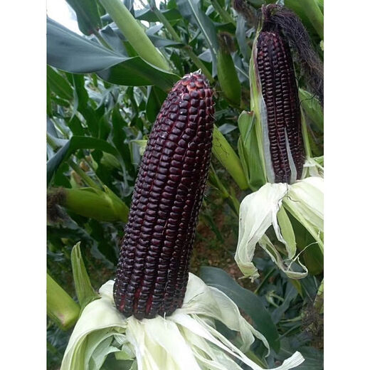 Весенние семена черной сладкой восковой кукурузы, суперсладкие семена, четыре сезона, высокая урожайность, очень крупные, засухоустойчивые семена кукурузы, одобренные на национальном уровне семена черной восковой кукурузы, 1 упаковка около 50 семян