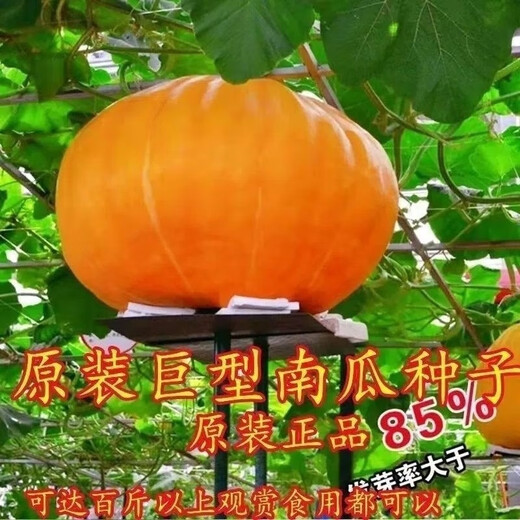 Giant pumpkin extra large pumpkin seeds sweet flour glutinous thick meat field vegetable garden spring and autumn vegetable seeds giant millstone large pumpkin seeds pink and glutinous new varieties about 50 pieces 5 packs easy to grow