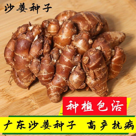 Fresh ginger seeds with high survival rate for planting 250g