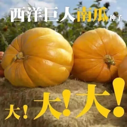 Giant pumpkin extra large pumpkin seeds sweet flour glutinous thick meat field vegetable garden spring and autumn vegetable seeds giant millstone large pumpkin seeds pink and glutinous new varieties about 50 pieces 5 packs easy to grow