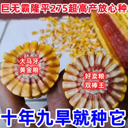 批发国审稳产玉米种子四季红轴大棒抗倒抗锈病马齿粒 巨无霸双棒王【隆平275】 巨无霸【一袋3.4斤】+稳产技术