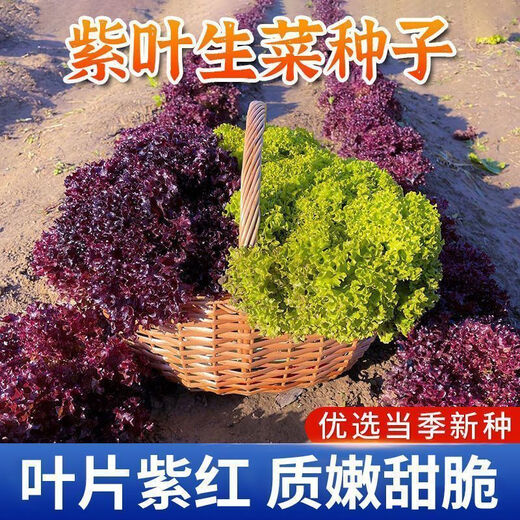 Peacock purple leaf lettuce, no pesticides, no insects, crispy, sweet and highly nutritious upright lettuce for four seasons, genuine purple leaf lettuce seeds, about 1500 seeds per pack