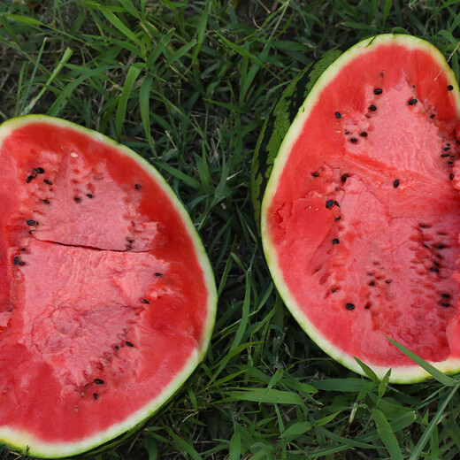 Northern Vegetable Lazy Han King Watermelon Seed Extra Large Giant Southern Balcony Seasonal Fruit Green Emperor Lazy Han King Watermelon Seed 50g 5 barrels