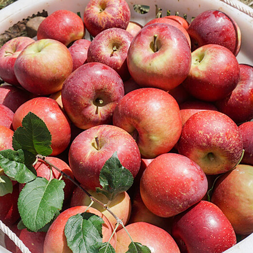Jingxiansheng Yunnan Zhaotong Chou Apple, net weight 9Jin Jin is equal to 0.5kg, single fruit starting from 130g, fresh fruit