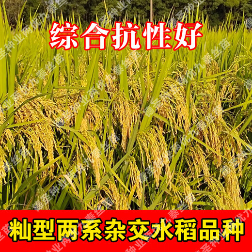 Desheng Zhiyuan Национальное одобрение Гибридные семена риса Liangyou Jiutai Саженцы с коротким стеблем культиваторы Хороший высокий урожай Вкусные устойчивые к высоким температурам семена риса