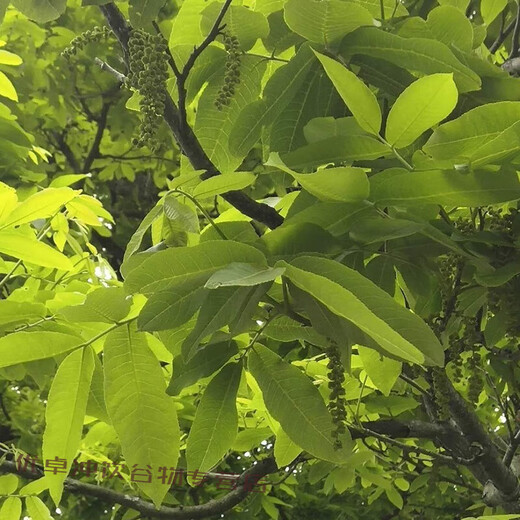 Shenhengdu Mountain Baoqing Qianliu Tee yeyuan Blattbeutel und junge Blattdosen authentisch Zhangjiajie Jinqian Liu Tee Direktpost 100g junges Blatt Grün Qianliu * 3 Dosen