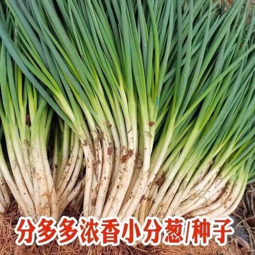 
Fenduoduo Xiaoxiang Dividing onion Four Seasons Spring Vegetables Authentic hollow onion seeds heat-resistant High-quality #tensive High-quality #strong fragrance Dividing onion seeds A9871 Fenduoduo 5 packs + fat