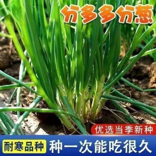 
Fenduoduo Xiaoxiang Dividing onion Four Seasons Spring Vegetables Authentic hollow onion seeds heat-resistant High-quality #tensive High-quality #strong fragrance Dividing onion seeds A9871 Fenduoduo 5 packs + fat