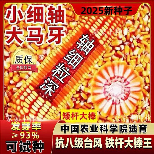 鲁星702玉米种子高抗青枯抗锈病高产抗虫红轴改良基因国审玉米种 登海鲁星7024200粒