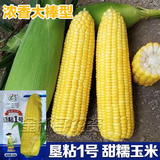 Kennian No. 1 waxy corn seeds, yellow waxy corn seeds, Northeastern farmers' sticky corn seeds, yellow sticky corn old varieties, Kennian No. 1 200g