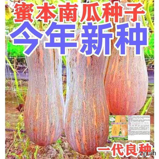 Miben Sweet and Glutinous Pumpkin Seeds, Four Seasons Old Pumpkin, Dense Pumpkin Varieties, Miben Pumpkin Seeds, 1 pack, about 30 pieces