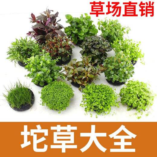 Fish tank aquatic plants, freshwater aquatic plants, fish farming, aquatic plants, lazy real aquatic plants, cold water aquatic plants, grass landscaping, pearl grass (5 cm)