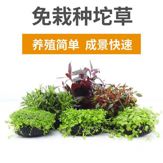 Fish tank aquatic plants, freshwater aquatic plants, fish farming, aquatic plants, lazy real aquatic plants, cold water aquatic plants, grass landscaping, pearl grass (5 cm)