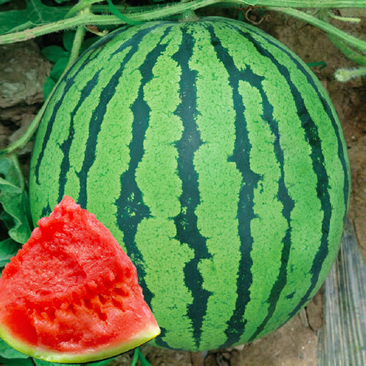 Dayu Lazy Man Watermelon Seed Seedlings Extra Large Suitable for Early Maturing Lazy People in the South 8424 Kirin Melon Meidu Seedless Fruits and Vegetables Meidu Watermelon Seeds 600 capsules/barrel Kirin Melon