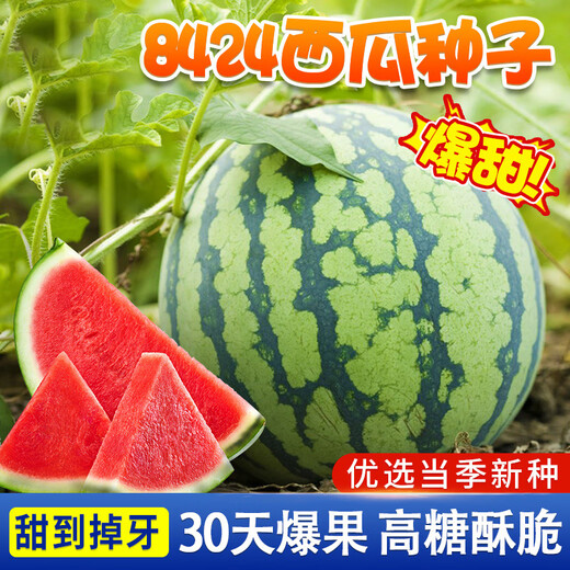 Chihui 8424 Kirin watermelon seedless seedless southern four-season high-yield large-fruit lazy Han Meidu thin-skinned watermelon seeds collection seedless black crown watermelon seeds 30 pieces