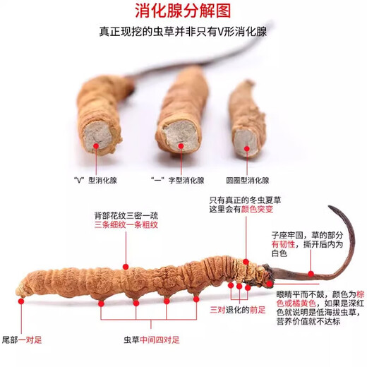 冬虫夏草断草正宗虫草藏区高海拔断虫草断草新鲜干虫草大断草 【正宗藏区高海拔】大断草1克