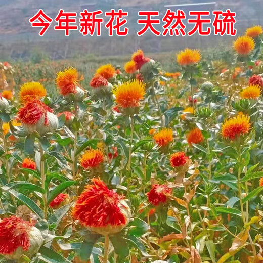 
Beijing Tongrentang saffron fruits, Western Regions, wild saffron, fresh dried saffron, 500g, sulfur-free safflower, health flower, tea 250g