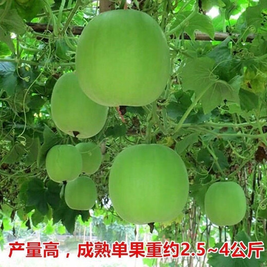 【1278人收藏】香芋小冬瓜种子芋头香味白粉皮可食用新鲜冬瓜四季 新品：【-10粒】- 香芋小冬瓜种子(本季新种)