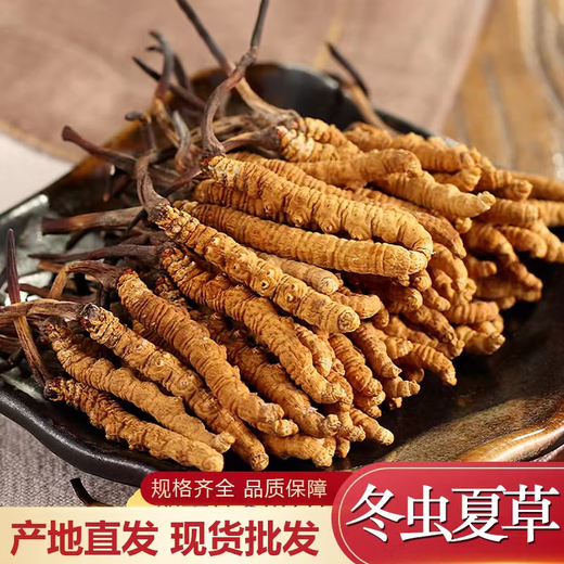 Kostenloser Gebirgsschnitt in offizieller Qualitätsqualität Cordyceps Cordyceps sinensis kompletter Hochgebirgscordyceps erste Phase hochwertiges Heu 1 g 2-3 Wurzeln 2-3 Wurzeln 1 g kompletter Cordyceps King 1 g Vakuumverpackung zum Einschließen der Essenz