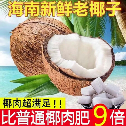 Fresh Hainan old coconut hairy coconut, seasonal fruit for pregnant women, coconut treasure coconut, green coconut, White Emperor specialty, 4 pieces, with hole opener + straw