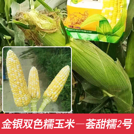 Dao Yufeng Agriculture National Approved Желтые и белые зернистые семена кукурузы воскового цвета Huitiannuo № 2 Свежая восковая кукуруза в оригинальной заводской упаковке Huitiannuo № 2 Желтые и белые зернистые семена кукурузы 1 пакетик по 100 г/пакет