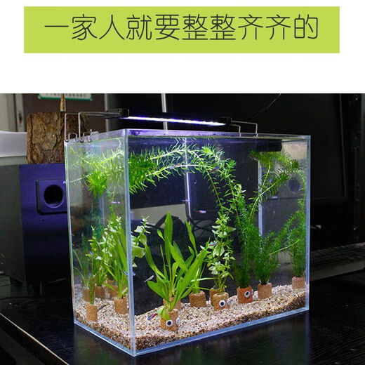 Fish tank aquatic plants, freshwater aquatic plants, fish farming, aquatic plants, lazy real aquatic plants, cold water aquatic plants, grass landscaping, pearl grass (5 cm)