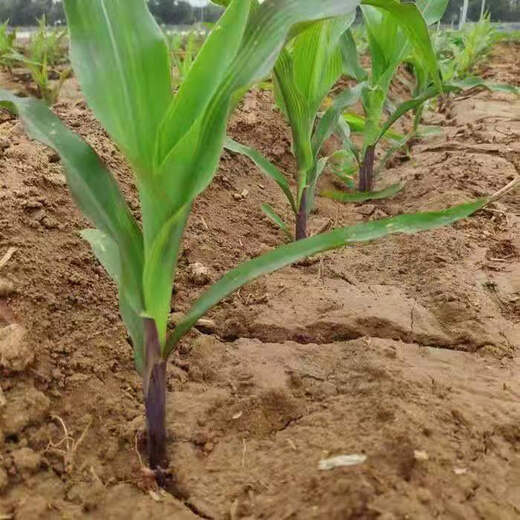 Chihui popcorn seeds special spherical high-yielding disease-resistant early-maturing popcorn seeds for spring garden field planting popcorn corn seeds about 10 grams simple package + fertilizer