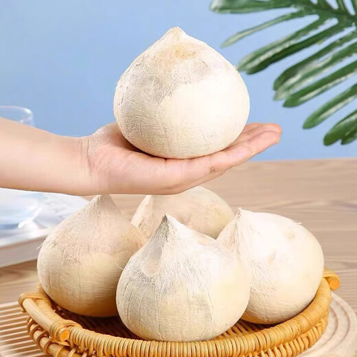 Jingdida Thailand imported milky coconut king net weight 3.7Jin Jin is equal to 0.5kg 4 single fruits 470-530g fresh coconut source straight hair