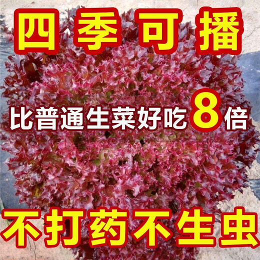 Peacock purple leaf lettuce, no pesticides, no insects, crispy, sweet and highly nutritious upright lettuce for four seasons, genuine purple leaf lettuce seeds, about 1500 seeds per pack