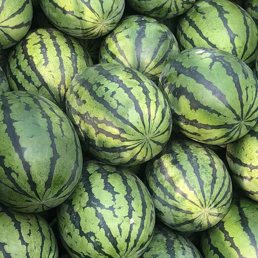 Northern Vegetable Lazy Han King Watermelon Seed Extra Large Giant Southern Balcony Seasonal Fruit Green Emperor Lazy Han King Watermelon Seed 50g 5 barrels