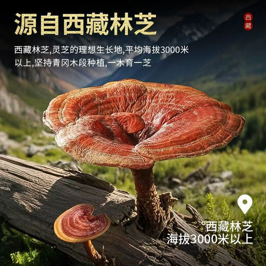 Snowy Materia Ganoderma Lucidum Sporenpulver, tibetisches Plateau Linzhi Ganoderma Lucidum, Erwachsene mittleren Alters und ältere Menschen, Sporenpulver, Besuch des Krankheitsgeschenks 1 Flasche 250g