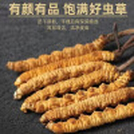 
Baiwanji Cordyceps sinensis, 2 gram of Cordyceps sinensis per gram of dry goods Cordyceps sinensis gifts 50 gift boxes