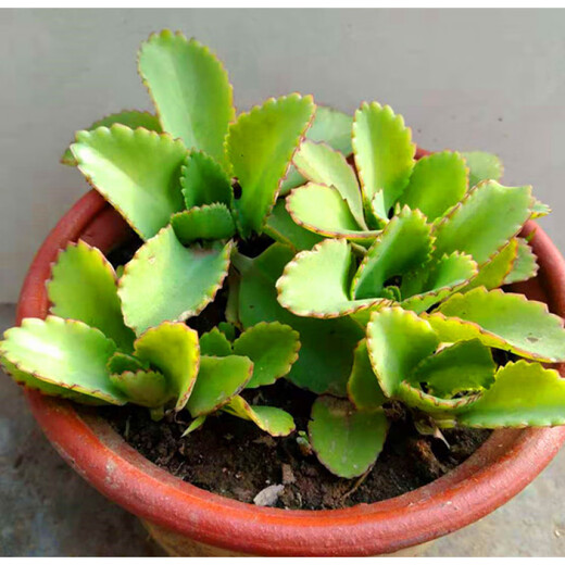 Phoenix Princess Lace, wide-leaf phoenix, large leaves falling to the ground and taking root, large-leaf phoenix, small-leaf phoenix, 4 sets, not including pots