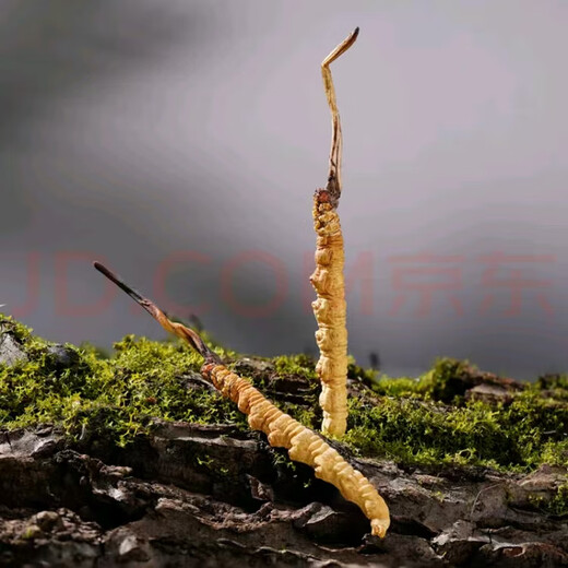 冬虫夏草藏区雪域头茬头期新干虫草多种规格精品高档礼盒送人送礼 藏区虫草4根1克合计100根