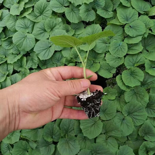 Miao Chongchong with soil, bitter melon seedlings, bitter melon with soil, evergreen bitter melon seedlings, green bitter melon seedlings, white bitter melon seedlings, Dutch emerald bitter melon seedlings, shipped with original soil, 5 seedlings get 1 free + shopkeeper
