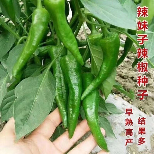 Authentic camphor tree pepper seeds, camphor tree pepper seeds, new pepper seeds, sown in spring and autumn, Zhangshu Harbor courtyard small collection, new seeds, about 408 capsules/