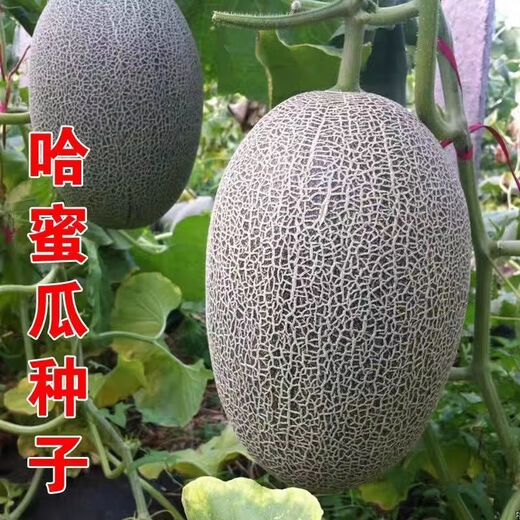 Crisp and sweet cantaloupe for all seasons Xinjiang reticulated cantaloupe spring, summer and autumn garden potted fruit new species cantaloupe seeds special offer 3 packs of about 155 seeds