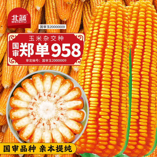 Beishu official authentic corn seeds produce tall and short big sticks, drought-resistant and lodging-resistant Zhengdan 958 nationally approved feed Sichuan hybrid Beishu selected Zhengdan 958 nationally approved corn seeds Total 2Jin Jin equals 0.5kg