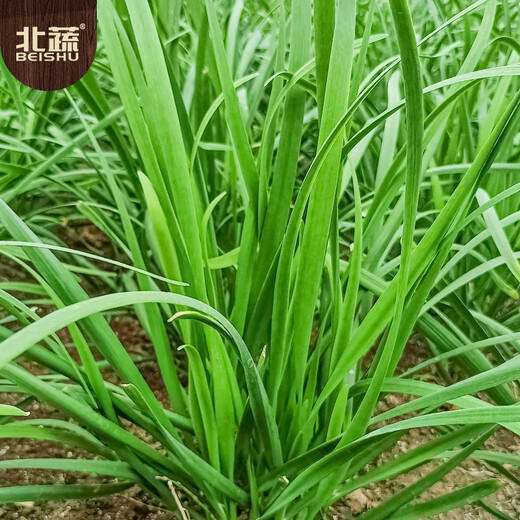 Northern vegetables leek seed seedlings small leaves all year round northern and southern family balcony rapeseed small fine leaf leek seeds 10g
