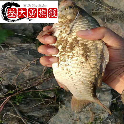 Zhizhou fishing wine rice red worm nest rice wild fishing bait crucian carp carp grass carp bait bottom nest material fishing gear fishing nest material red worm wine rice 5Jin Jin equal to 0.5 kg