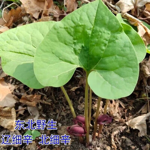 Asarum Seeds, Chinese Asarum Medicine, White Asarum Seedlings, Asarum Seeds, Four Liangs of Asarum, Chinese Herbal Medicine, Tobacco Pouch Pot Herbal Seeds, Asarum Seeds 100 Tablets + Fertilizer