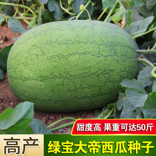 Chihui 8424 Kirin watermelon seedless seedless southern four-season high-yield large-fruit lazy Han Meidu thin-skinned watermelon seeds collection seedless black crown watermelon seeds 30 pieces