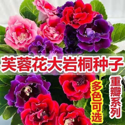 Double-flowered Gloxinia hibiscus flower seeds, easy to sow flowers in all seasons, indoor balcony potted flower seeds, mixed color pack (courtyard flower sea) Gloxinia-1 pack (about 100 grains)