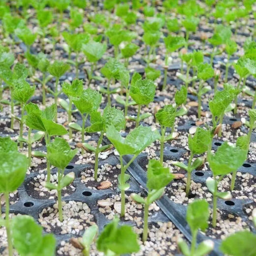 Miao Chongchong with soil, bitter melon seedlings, bitter melon with soil, evergreen bitter melon seedlings, green bitter melon seedlings, white bitter melon seedlings, Dutch emerald bitter melon seedlings, shipped with original soil, 5 seedlings get 1 free + shopkeeper