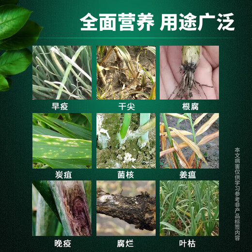 Garlic bacteria pure liquid microbial agent special medicine for garlic disease dry tip yellow leaf bactericidal microbial agent 1000g